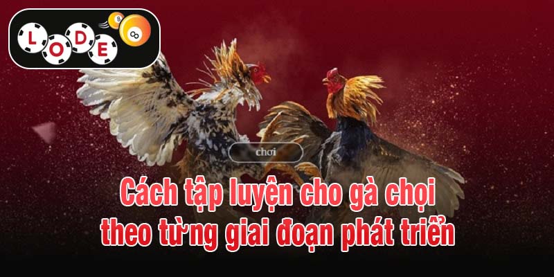 Cách tập luyện cho gà chọi theo từng giai đoạn phát triển