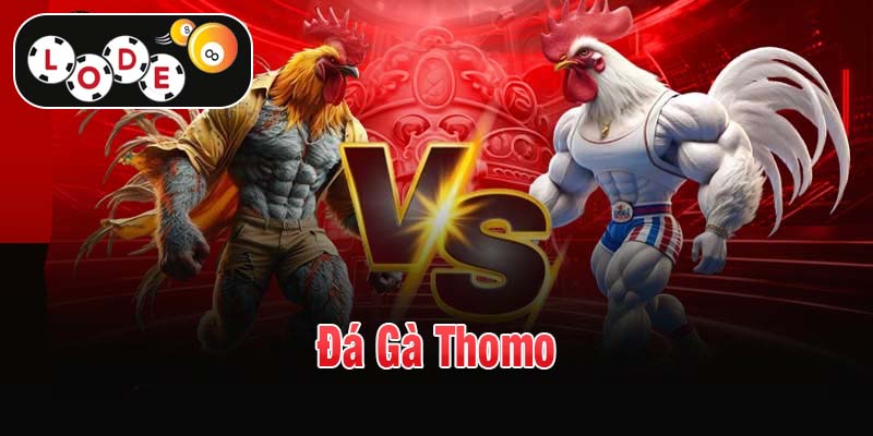 Đá gà Thomo